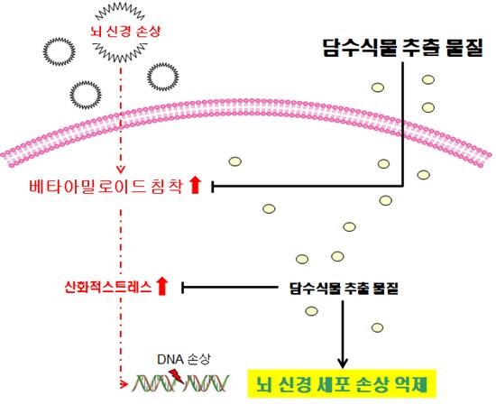 뇌신경의 손상 억제 및 베타아밀로이드 침착 억제 기전 규명