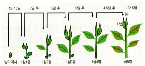 찻잎 생육과정
