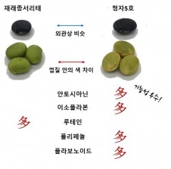 청자5호 기능성 성분 비교