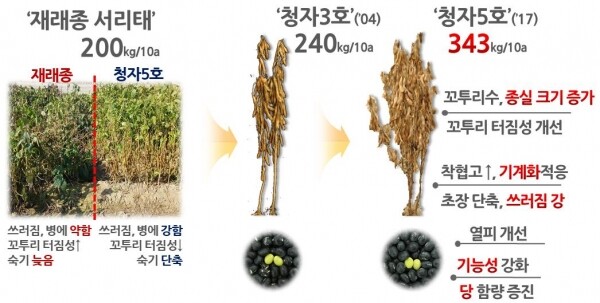재래종 청자5호 비교