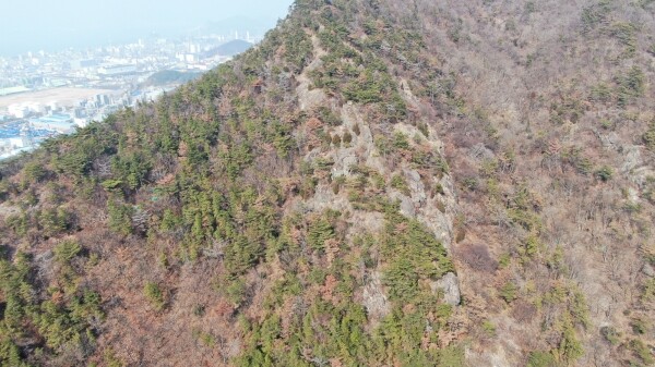 소나무재선충병 방제 사업 전