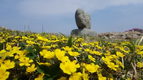 곰배령 양지꽃