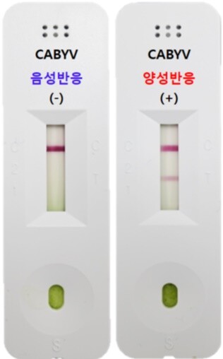 박과 진딧물매개 황화바이러스 진단키트