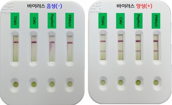고추 4종 바이러스 다중진단키트