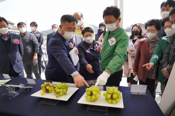 샤인머스켓 장기 저장기술 평가회