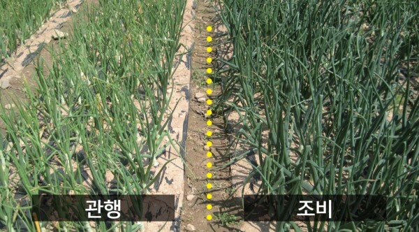 양파의 스피드NK 작물 효과