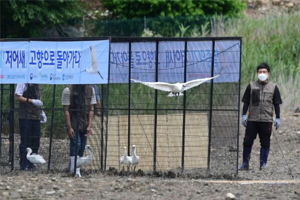인공증식 저어새 세계 최초 방사