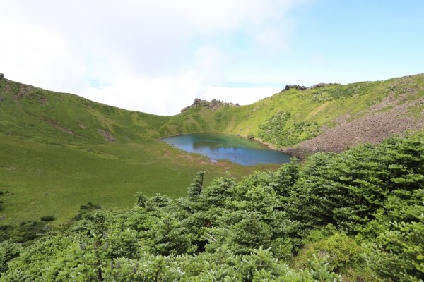 한라산 구상나무