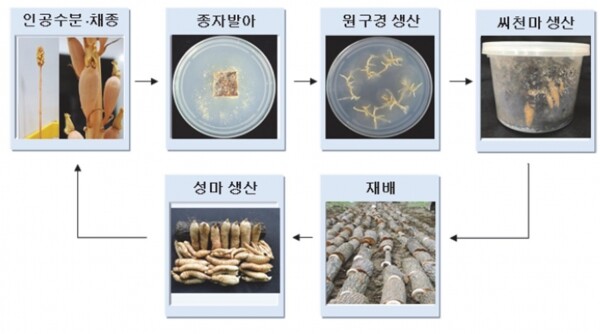유성번식 모식도