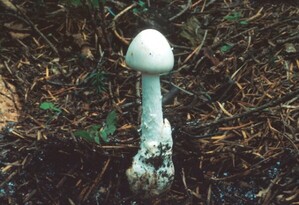 thumbimg