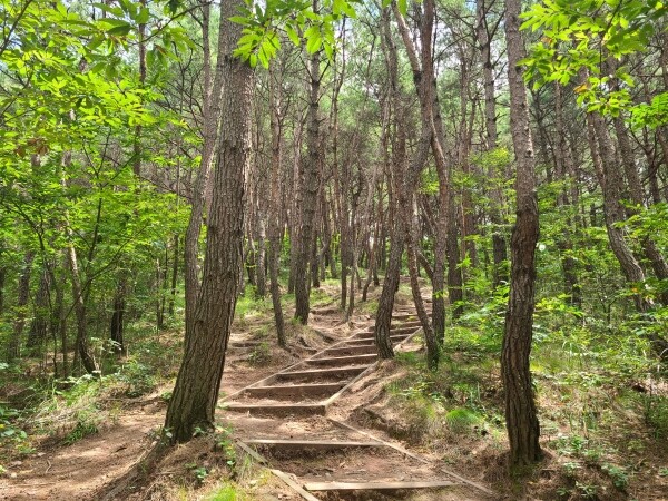 월아산 등산로 소나무숲
