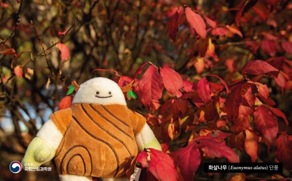 화살나무 단풍