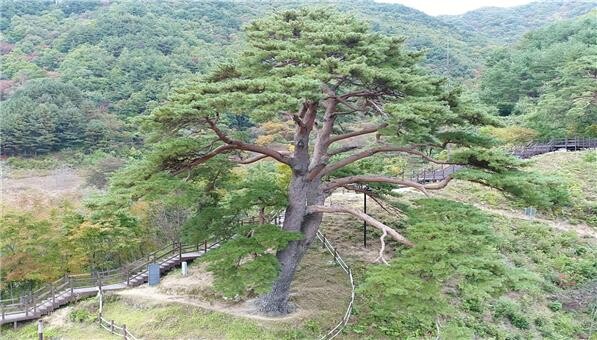 지리산 천년송인 할머니 나무