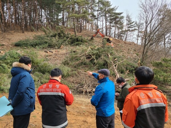 감염목 주변 둘레 베기 벌채목 수집 모습