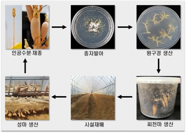 씨천마 생산 과정