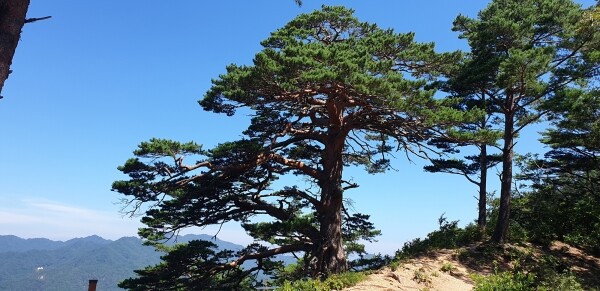 울진 소광리 대왕소나무