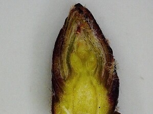 thumbimg