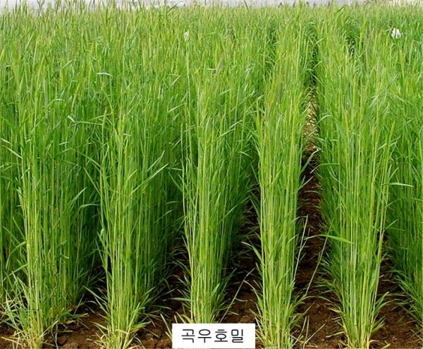 호밀 곡우 유숙기.