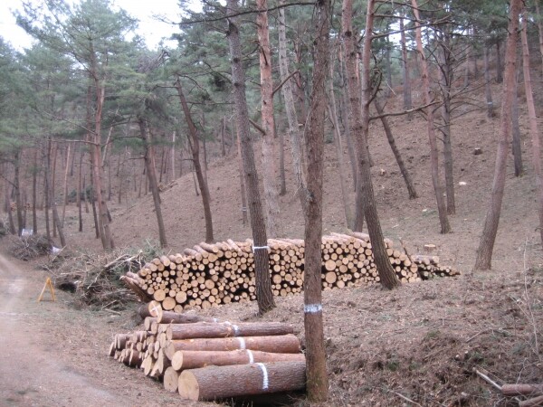 산불예방 숲가꾸기 사업 실행 후 도로변 모습.