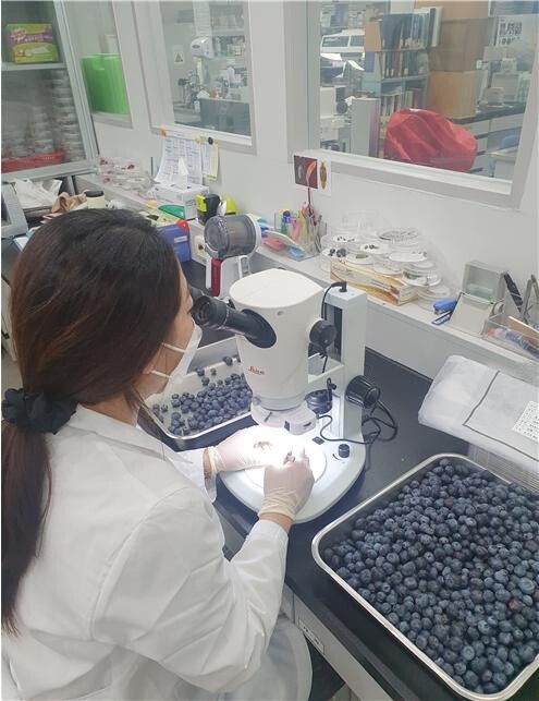 사진은 블루베리에서 깍지벌레 등 미소해충 부착 여부 확인을 위한 현미경 검사 모습.