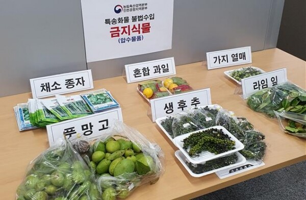 단속현장에서 압수된 열대과일과 채소류 등 금지식물.