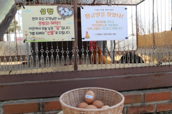 안성팜랜드 황금알을 찾아라.