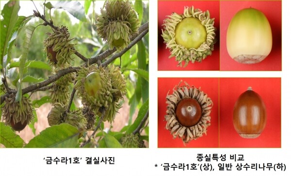 상수리나무 금수라1호의 종실특성.