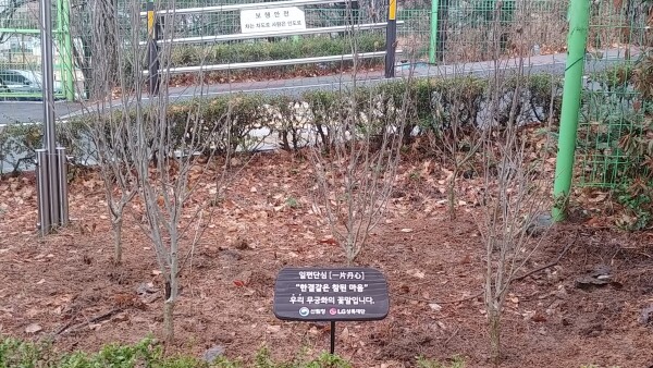 고양시 원당 초등학교에 식재된 무궁화 묘목.