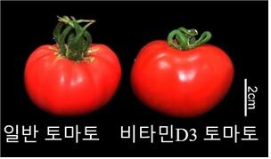 고농도의 프로비타민D3를 함유한 토마토.