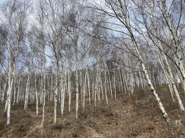 신원리 산림경영 숲