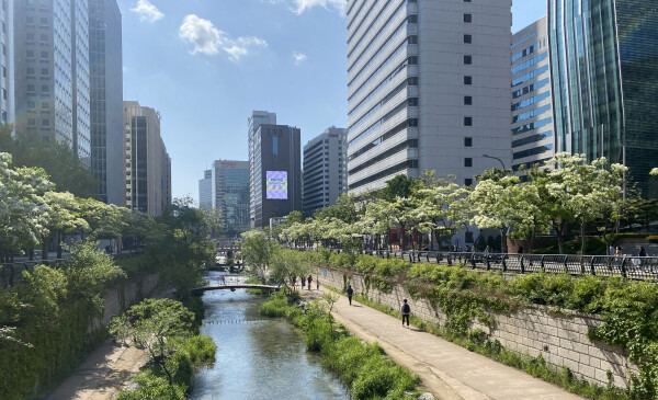 사진은 서울 종로구 관철동의 청계천 이팝나무길 모습