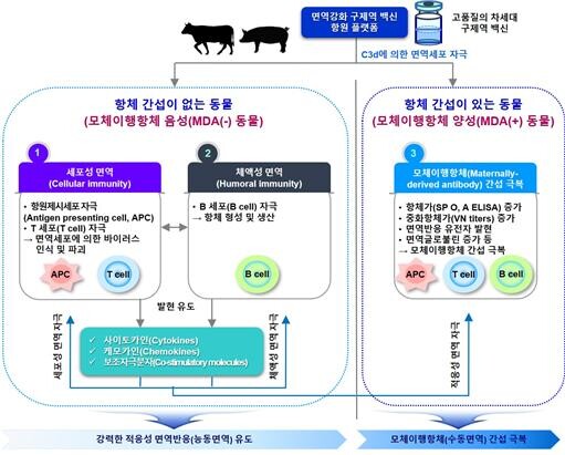 면역강화 구제역 백신 항원 플랫폼의 작용 모식도