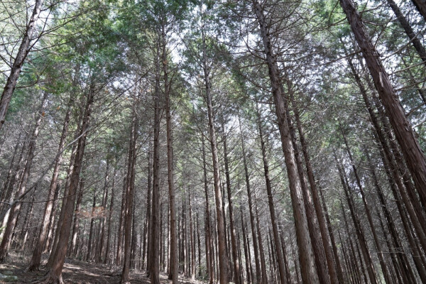대장동 편백 숲