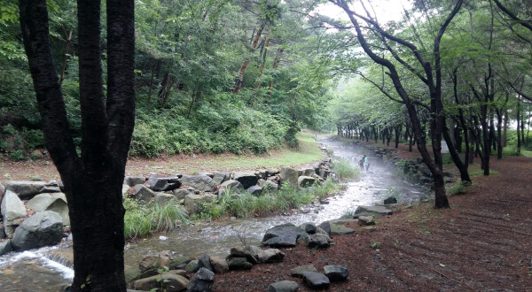 희리산 해송 숲