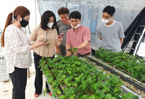 담양 딸기 육묘장