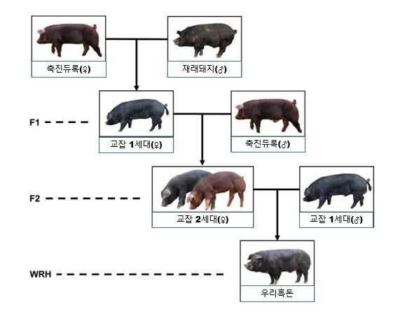 우리흑돈 생산 체계
