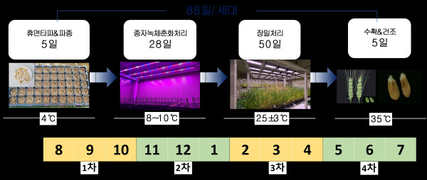 밀 저온처리 이용 세대촉진 체계도
