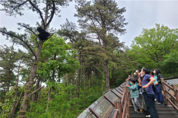 사진은 지리산국립공원의 반달가슴곰 생태체험 현장