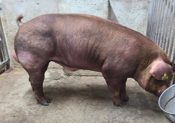 두록 5848