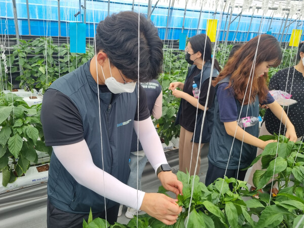 파프리카 교배 실습