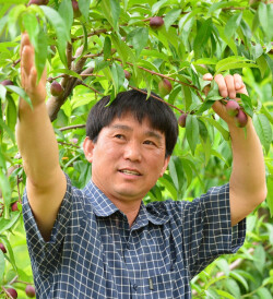과수 이윤도 명인