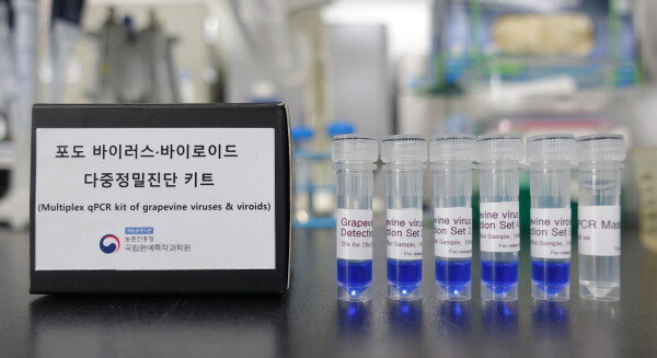 포도바이러스 진단키트