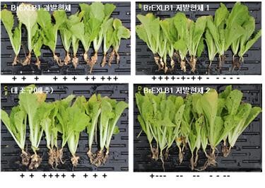 뿌리혹병이 일부 개체 저발현체 1에서 발생했으나, 저발현체 2에서는 거의 발생하지 않았다