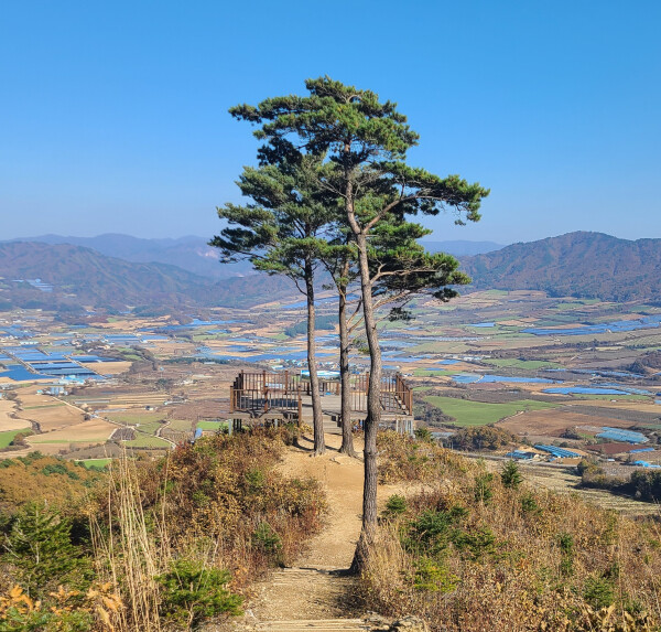 DMZ펀치볼둘레길의 부부소나무