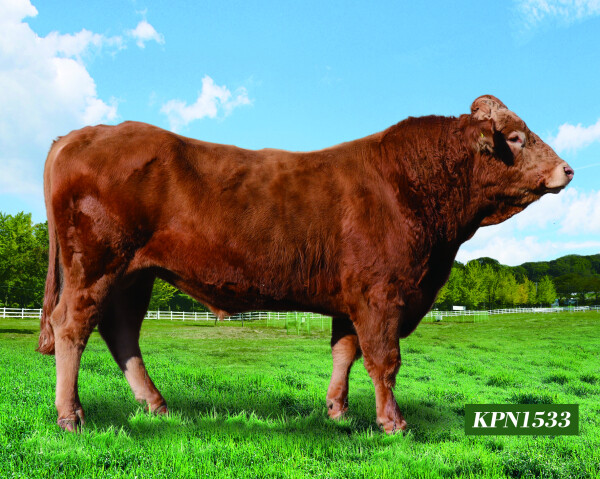 KPN1533