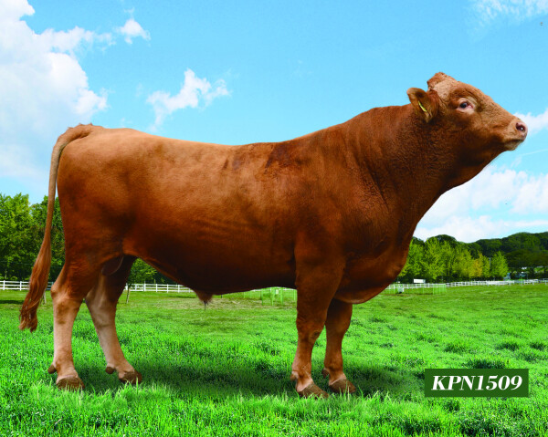 KPN1509