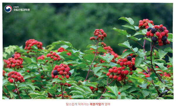 복분자딸기