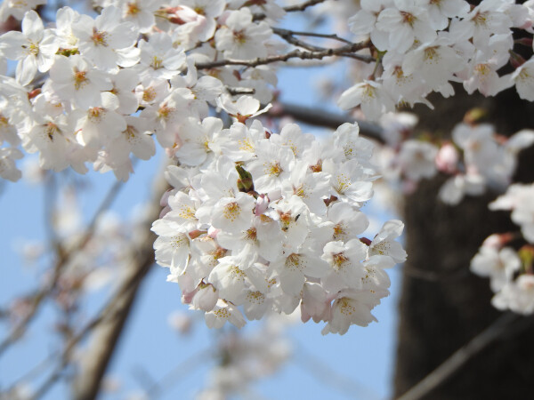 벚꽃사진 (경기도 제공)