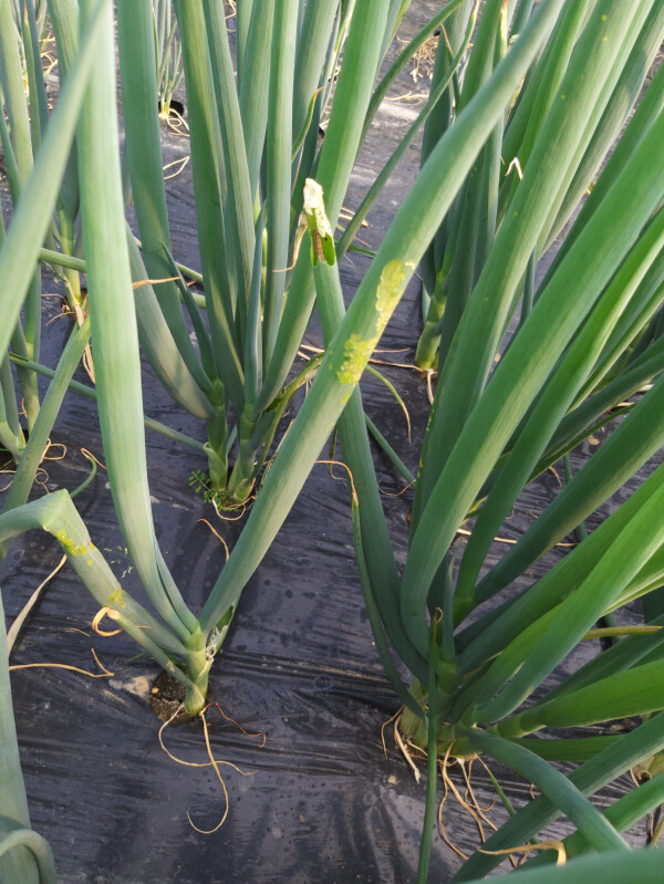 친환경 대파 (경기도 제공)