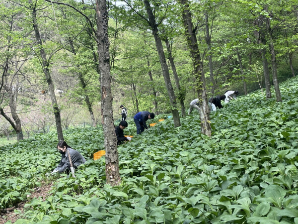 한국임업진흥원 제공